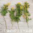 【生花】輸入ミモザ　ミランドール等　束単位(小枝含む束 2～5本程度)早締切【OTOT】※必ず商品説明お読みください。