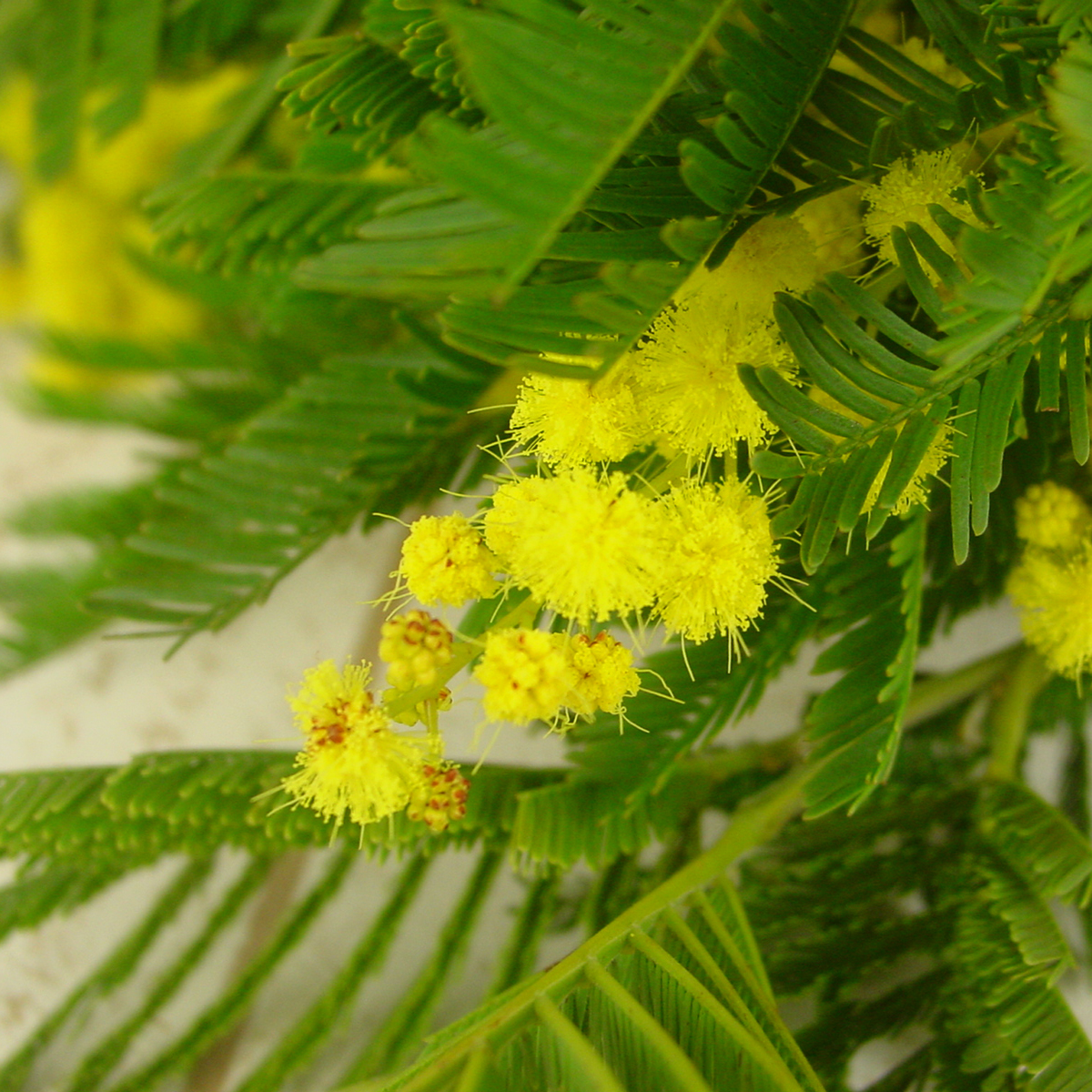 生花】フランスミモザ(60cm) JA大井川 - 花材通販はなどんやアソシエ