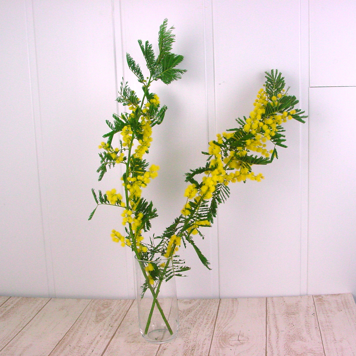 直前!】フランスミモザ(60〜70cm) 大井川農協【生花】 - 花材通販は