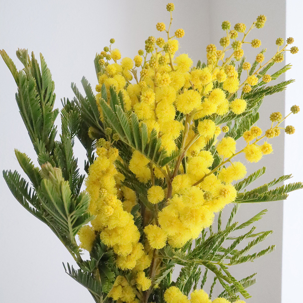 1/3まで！エントリーで+4％ ミモザ MIMOSA 腕時計 替えバンド ベルト メンズ クロコS クロコダイル 19mm ダークブラウン/シルバー 時計 みのる陶器mimosa(ミモザ)145プレート（Φ14.7×H2.4cm