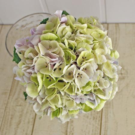 生花】青木園芸アジサイ アンティークピンク 中サイズ - 花材