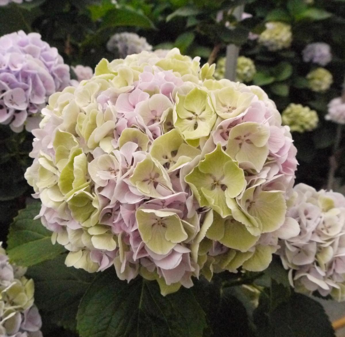 生花】青木園芸アジサイ アンティークピンク 中サイズ - 花材