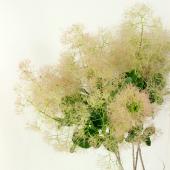 生花】スモークツリー 品種おまかせ(ヤングレディーなど) 60cm
