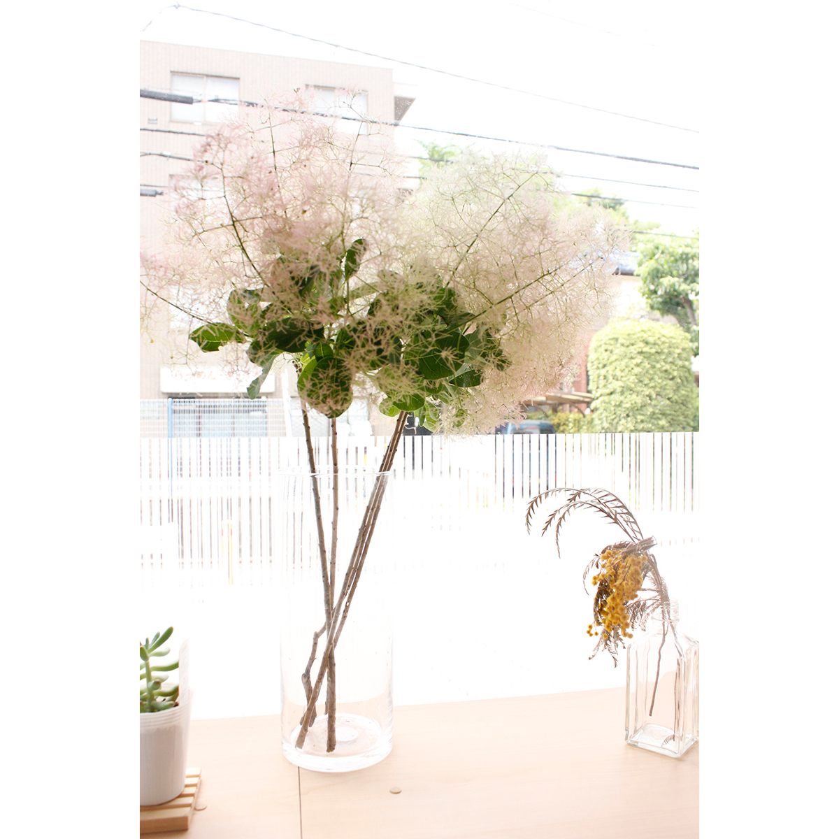 生花 スモークツリー 品種おまかせ ヤングレディーなど 60cm程度 日本草花園 Ot 7月2日以降お届け分 通販 はなどんやアソシエ 生花 スモークツリー 品種おまかせ ヤングレディーなど 60cm程度 日本草花園 Ot 7月2日以降お届け分 通販 はなどんやアソシエ