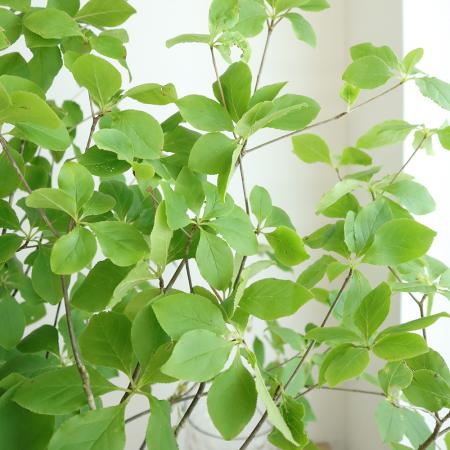 【生花】サラサドウダン　1メートル程度