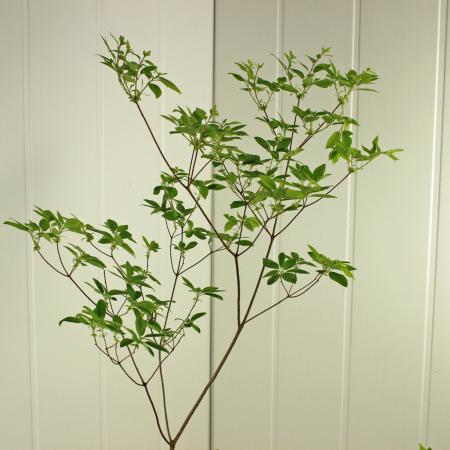 【生花】梅花つつじ