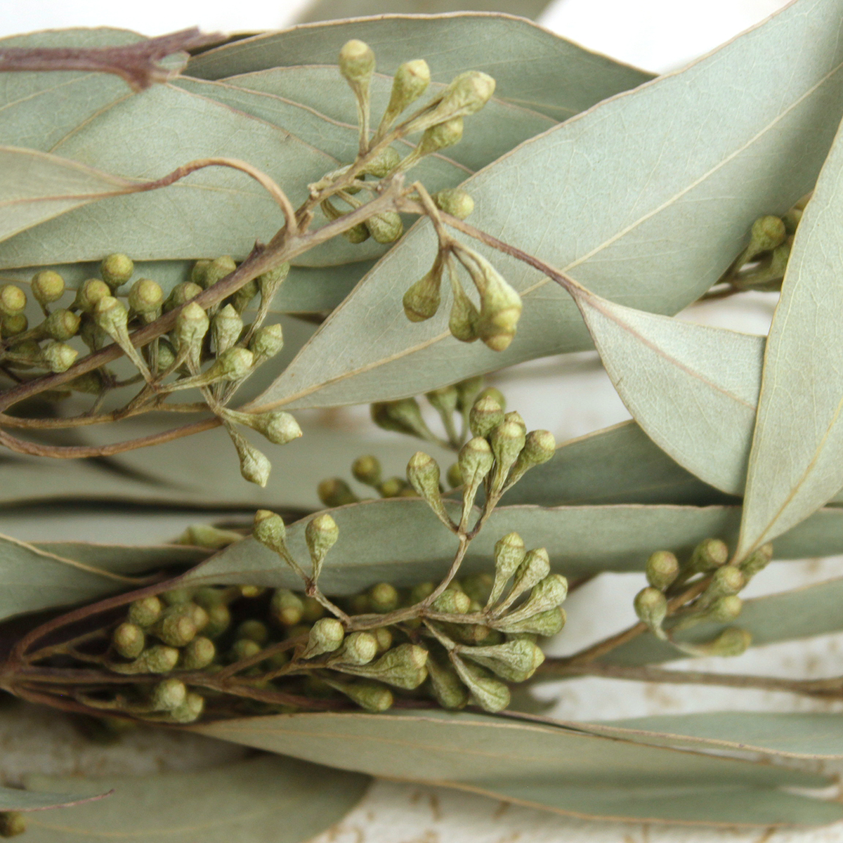 ドライ J Flow ユーカリ ポリアンセモス 実付き L1 10 商品説明を必ずご確認ください 通販 はなどんやアソシエ ドライ J Flow ユーカリ ポリアンセモス 実付き L1 10 商品説明を必ずご確認ください 通販 はなどんやアソシエ