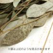 【ドライ】J・flow/ユーカリ　ポリアンセモス(実付き)【L1-10】※商品説明を必ずご確認ください