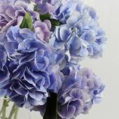 生花】輸入アジサイ パープル - 花材通販はなどんやアソシエ