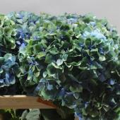 生花】輸入アジサイ ピンパーネル(アンティークブルー) - 花材通販は