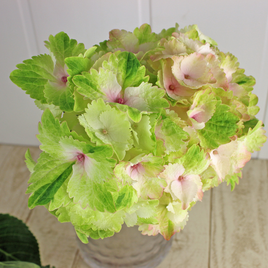 生花】国産アンティークアジサイ オーシャンピンク・グリーン - 花材