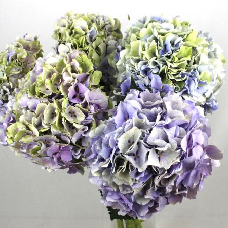 08直前F】輸入アジサイ ロイヤルベネフィット 秋色 60cm 花約18