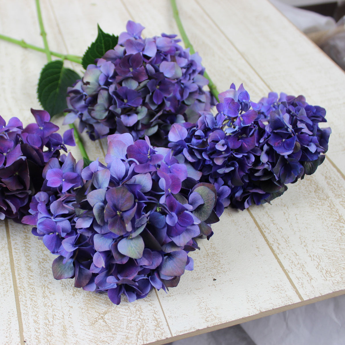 誕生日プレゼント 生花】輸入アジサイ ピカソクラシック 秋色 オランダ産 10〜13cm 花束・切花