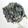 生花】輸入アジサイ ピカソクラシック 秋色 オランダ産 - 花材