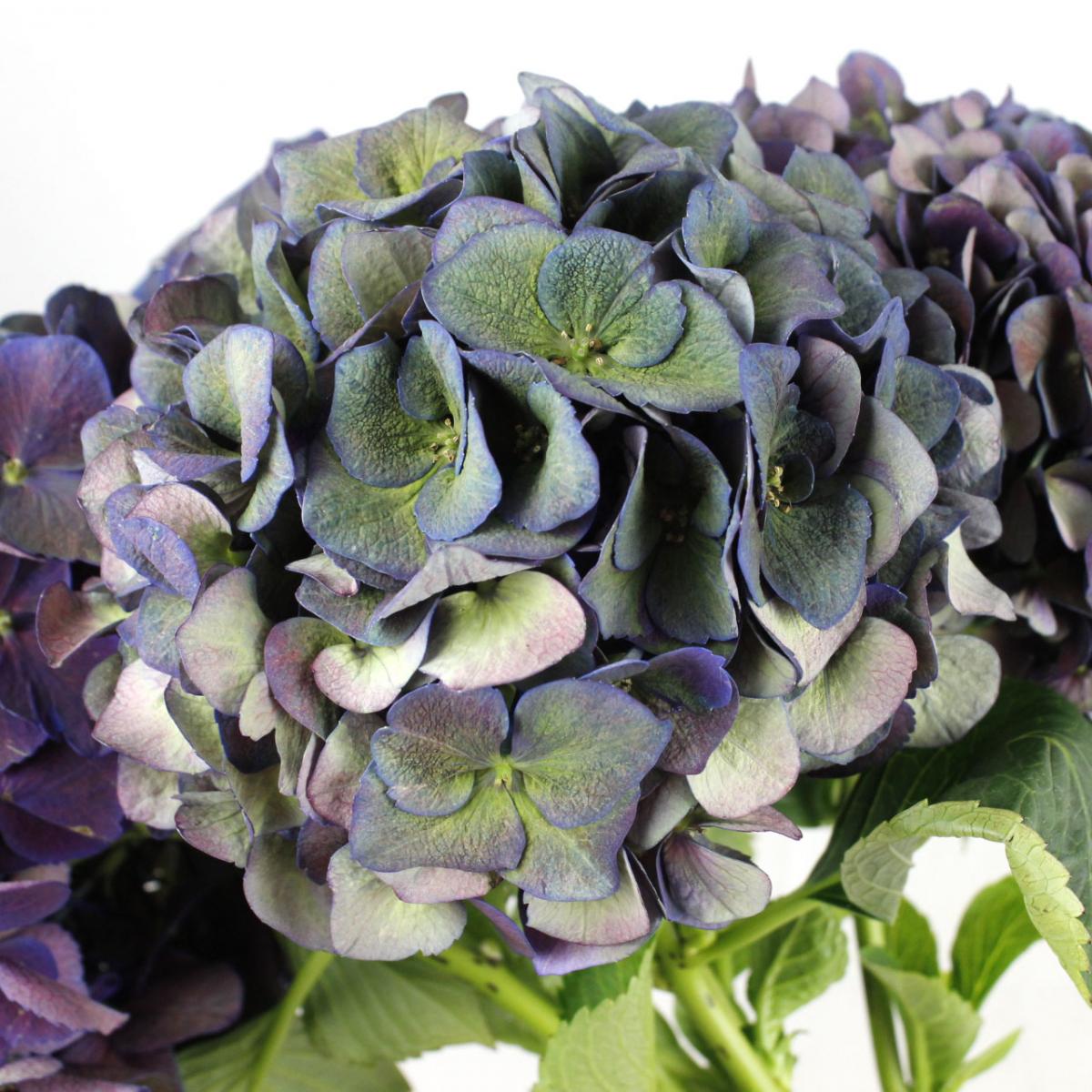 生花 輸入アジサイ ピカソクラシック 秋色 オランダ産 通販 はなどんやアソシエ 生花 輸入アジサイ ピカソクラシック 秋色 オランダ産 通販 はなどんやアソシエ