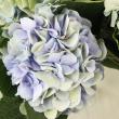 【08直前】輸入アジサイ マーセペイン(秋色) クラベンダーグリーン 60cm 花約20センチ オランダ産