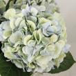 【08直前】輸入アジサイ マーセペイン(秋色) クラベンダーグリーン 60cm 花約20センチ オランダ産
