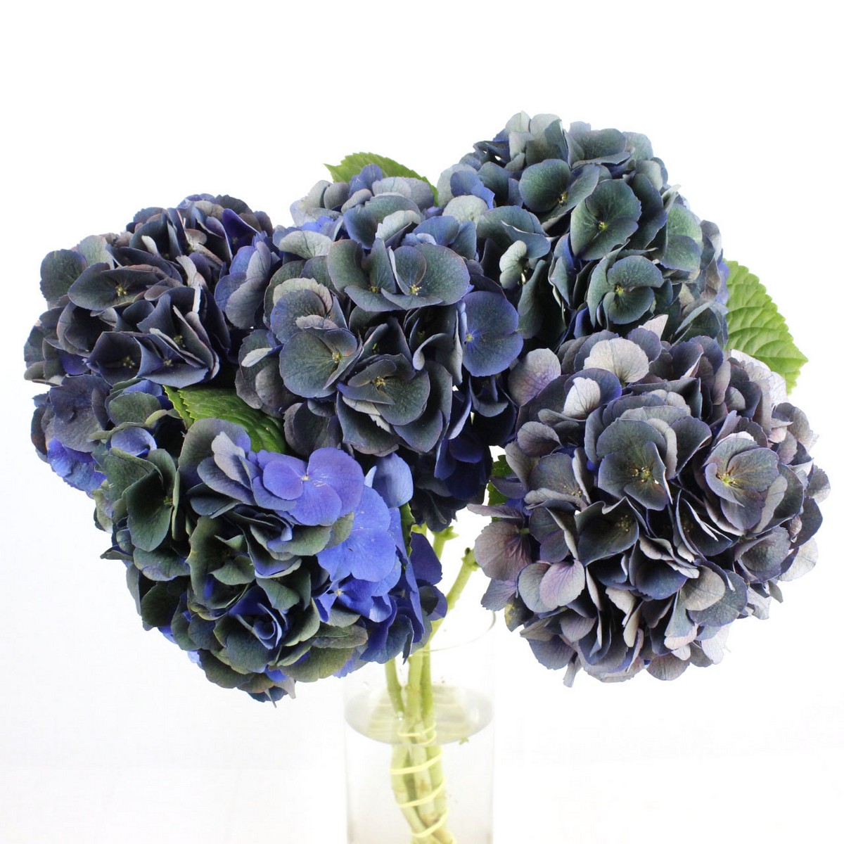 08直前 輸入アジサイ ロイヤルキング 秋色 クラシック紫青緑 60cm 花約センチ オランダ産 通販 はなどんやアソシエ 08直前 輸入アジサイ ロイヤルキング 秋色 クラシック紫青緑 60cm 花約センチ オランダ産 通販 はなどんやアソシエ