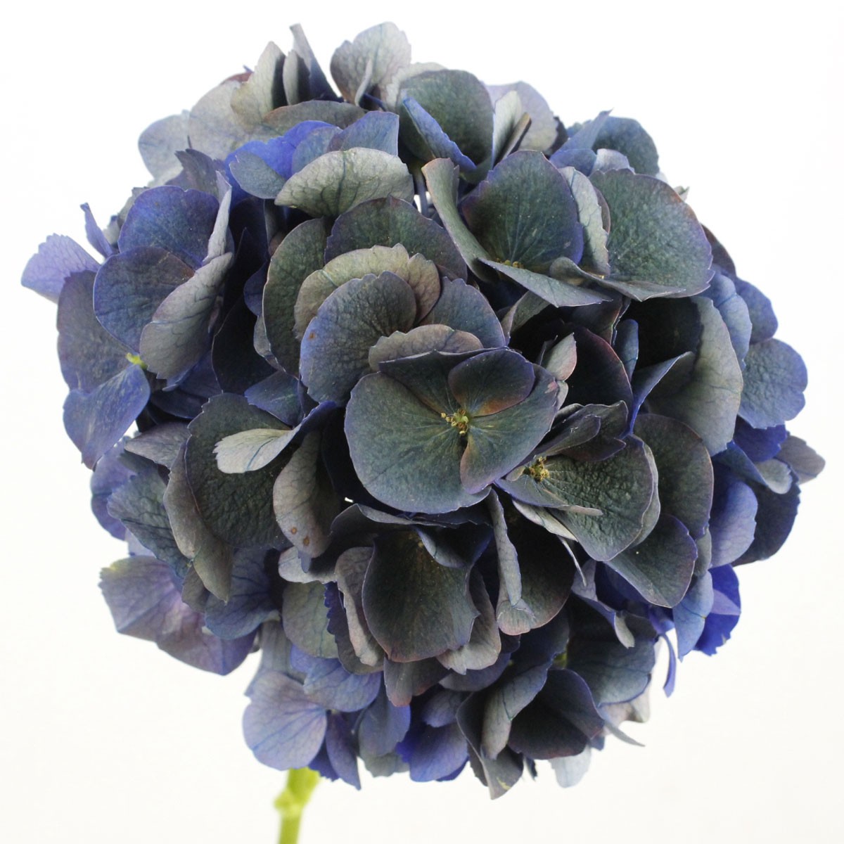 生花 輸入アジサイ ロイヤルキング 秋色 クラシック紫青緑 60cm 花約センチ オランダ産 通販 はなどんやアソシエ 生花 輸入アジサイ ロイヤルキング 秋色 クラシック紫青緑 60cm 花約センチ オランダ産 通販 はなどんやアソシエ