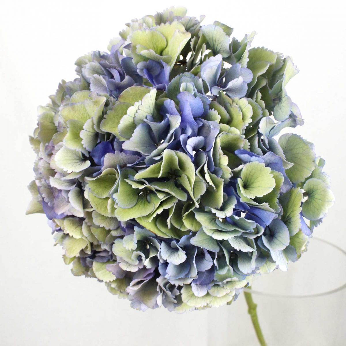 生花 輸入アジサイ ロイヤルパレード 秋色 青緑 花約センチ オランダ産 通販 はなどんやアソシエ 生花 輸入アジサイ ロイヤルパレード 秋色 青緑 花約センチ オランダ産 通販 はなどんやアソシエ