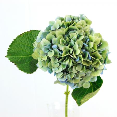 輸入アジサイエルブタル大苗 生花】輸入アジサイ エルブタル(秋色) クラシックブルー 花約20