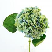 輸入アジサイエルブタル大苗 生花】輸入アジサイ エルブタル(秋色) クラシックブルー 花約20