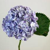 08直前】輸入アジサイ マーブルブルー 白×青複色 65cm オランダ産 - 花