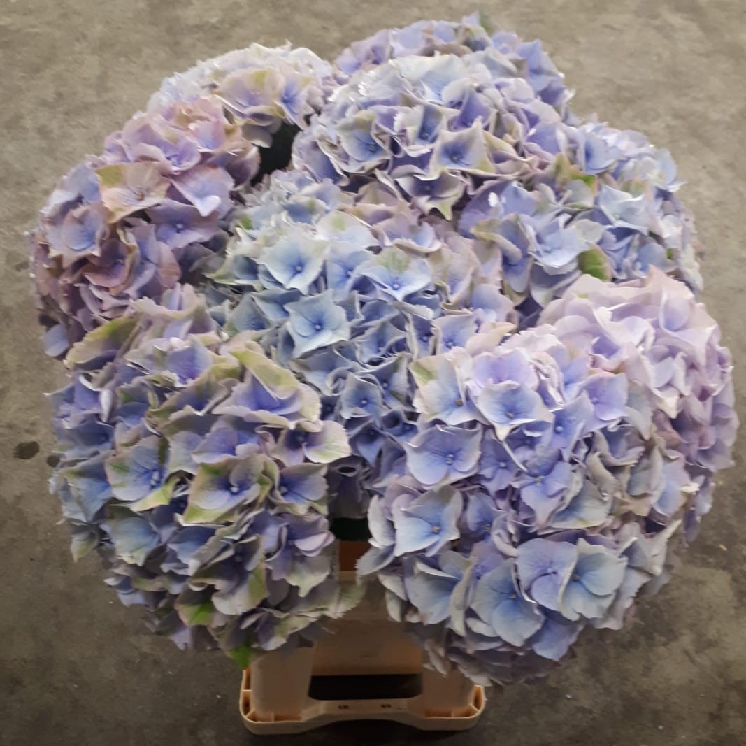 生花】輸入アジサイ ミネルバ(秋色・紫)60cm 花径20cm オランダ産 - 花