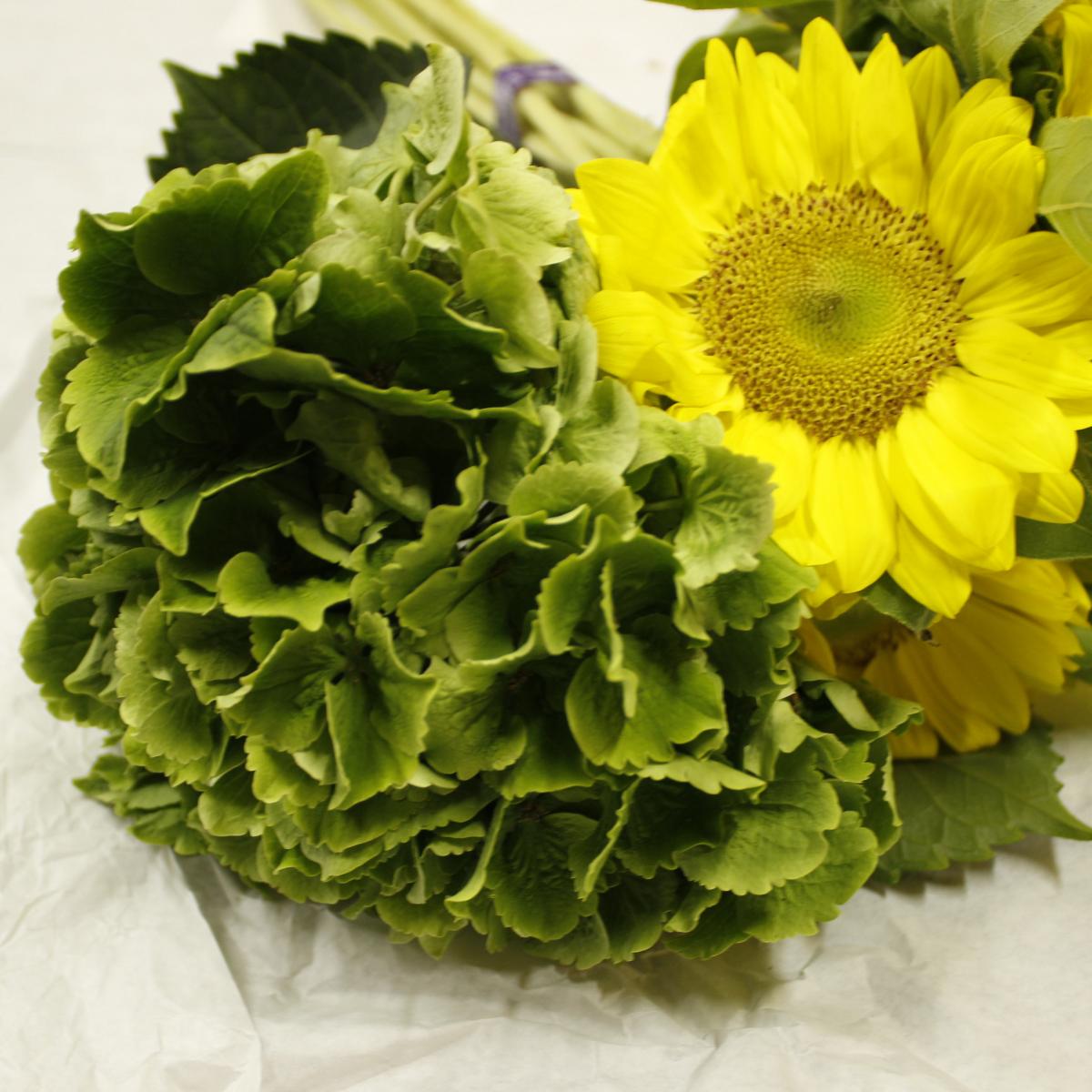 直前 輸入アジサイ エメラルド 秋色 クラッシックグリーン 60cm 花径10 13cm 生花 通販 はなどんやアソシエ 直前 輸入アジサイ エメラルド 秋色 クラッシックグリーン 60cm 花径10 13cm 生花 通販 はなどんやアソシエ
