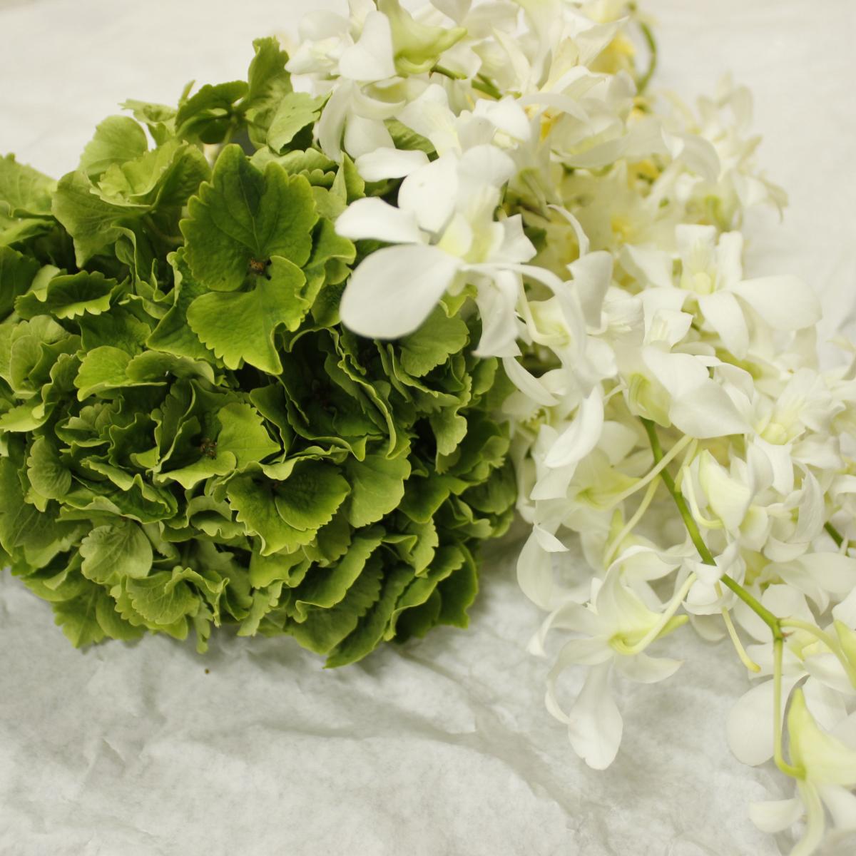 直前 輸入アジサイ エメラルド 秋色 クラッシックグリーン 60cm 花径10 13cm 生花 通販 はなどんやアソシエ 直前 輸入アジサイ エメラルド 秋色 クラッシックグリーン 60cm 花径10 13cm 生花 通販 はなどんやアソシエ