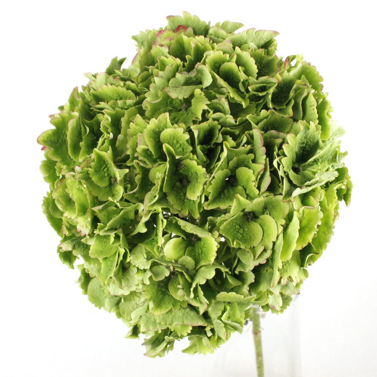 生花】輸入アジサイ マジカルエメラルド (秋色・クラッシックグリーン