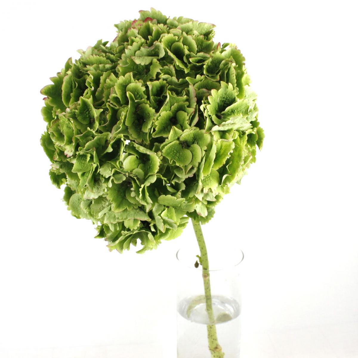 直前 輸入アジサイ マジカルエメラルド 秋色 クラッシックグリーン 70cm 花径cm 生花 通販 はなどんやアソシエ 直前 輸入アジサイ マジカルエメラルド 秋色 クラッシックグリーン 70cm 花径cm 生花 通販 はなどんやアソシエ