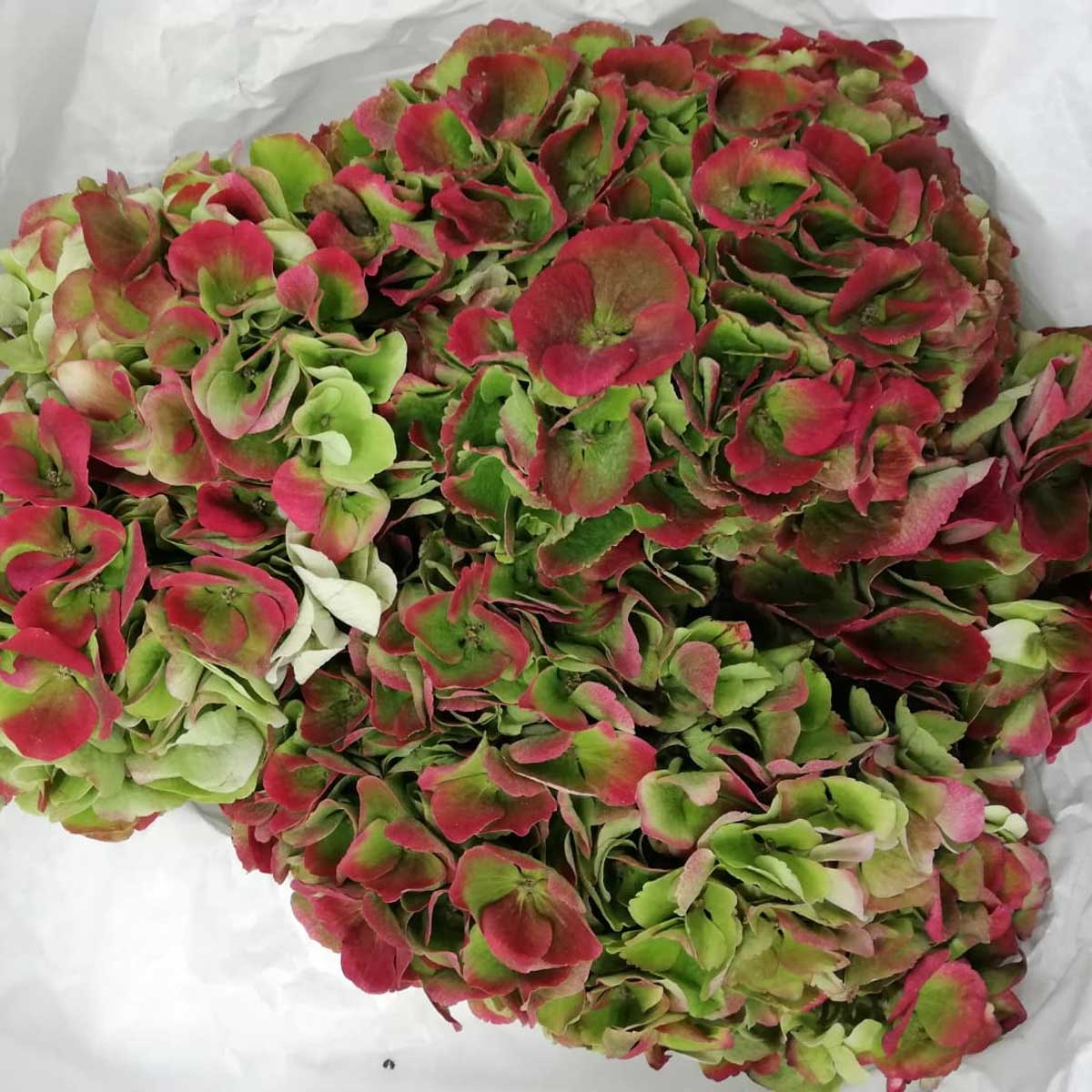 宮地生成 彩文花生 20cm 宮地生成彩文花生20cm - 日本直送| Buy&Ship