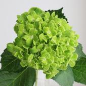 生花】輸入アジサイ 抹茶orエメラルド(濃いグリーン)【OR-89】 - 花材