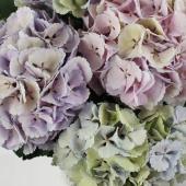 生花】輸入アジサイ アンティーク ラベンダー系 【FJHA】 - 花材 生花】輸入アジサイ アンティーク ラベンダー系 【FJHA】 - 花材