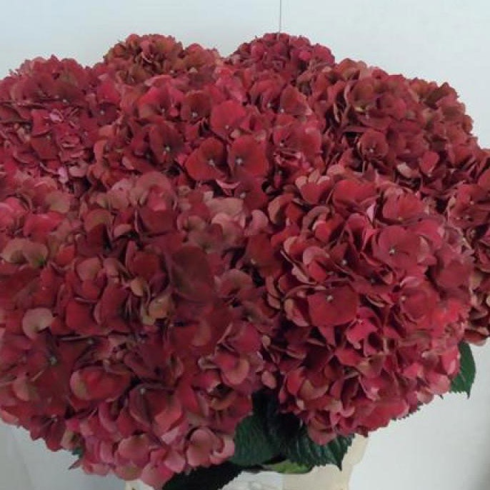 直前 輸入アジサイ ルビーピンククラシック オランダ産 生花 通販 はなどんやアソシエ