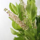 ※販売期間外※【生花】アメリカリョウブ（ピンク系）4-50cm程度　日本草花園【OT】【OT】ルビースパイス、ピンクスパイヤーなど