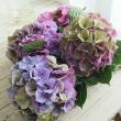 【直前】【生花】安間さん アジサイGアルプス(アンティーク系おまかせ)花径約18cm程度【FJ】
