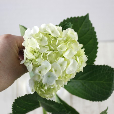 直前 ミニアジサイ 白 生花 通販 はなどんやアソシエ 直前 ミニアジサイ 白 生花 通販 はなどんやアソシエ