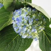 直前!!!】輸入アジサイ ミニアジサイ ブルー【生花】 - 花材通販はなど