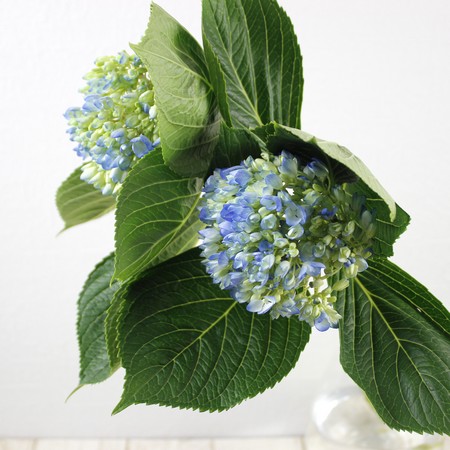 Small Package / 紫陽花＜CD＞08250521H01T