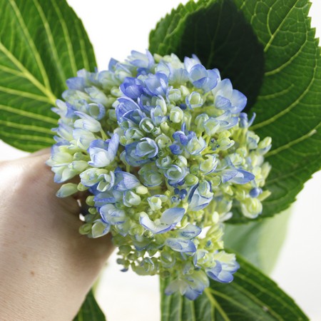 直前 輸入アジサイ ミニアジサイ ブルー 生花 通販 はなどんやアソシエ