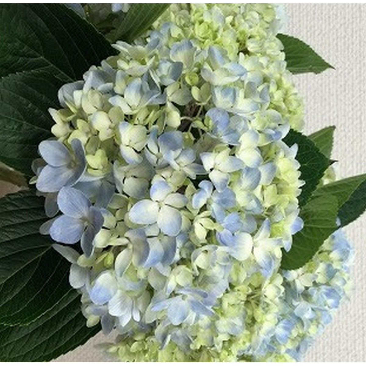 Small Package / 紫陽花＜CD＞08250521H01T