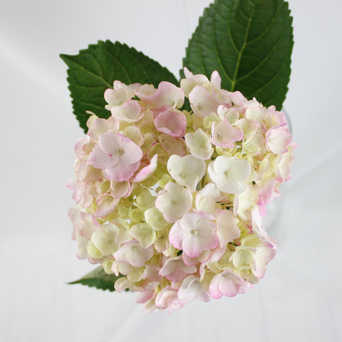 菜花ページ ✨ 『ブルーツツジ（黒潮）』 青紫色の花つつじ😌 珍しい青紫色