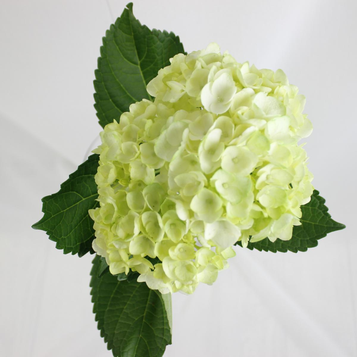 aihana＊garden 出品 aihana＊garden 出品 아야 on X