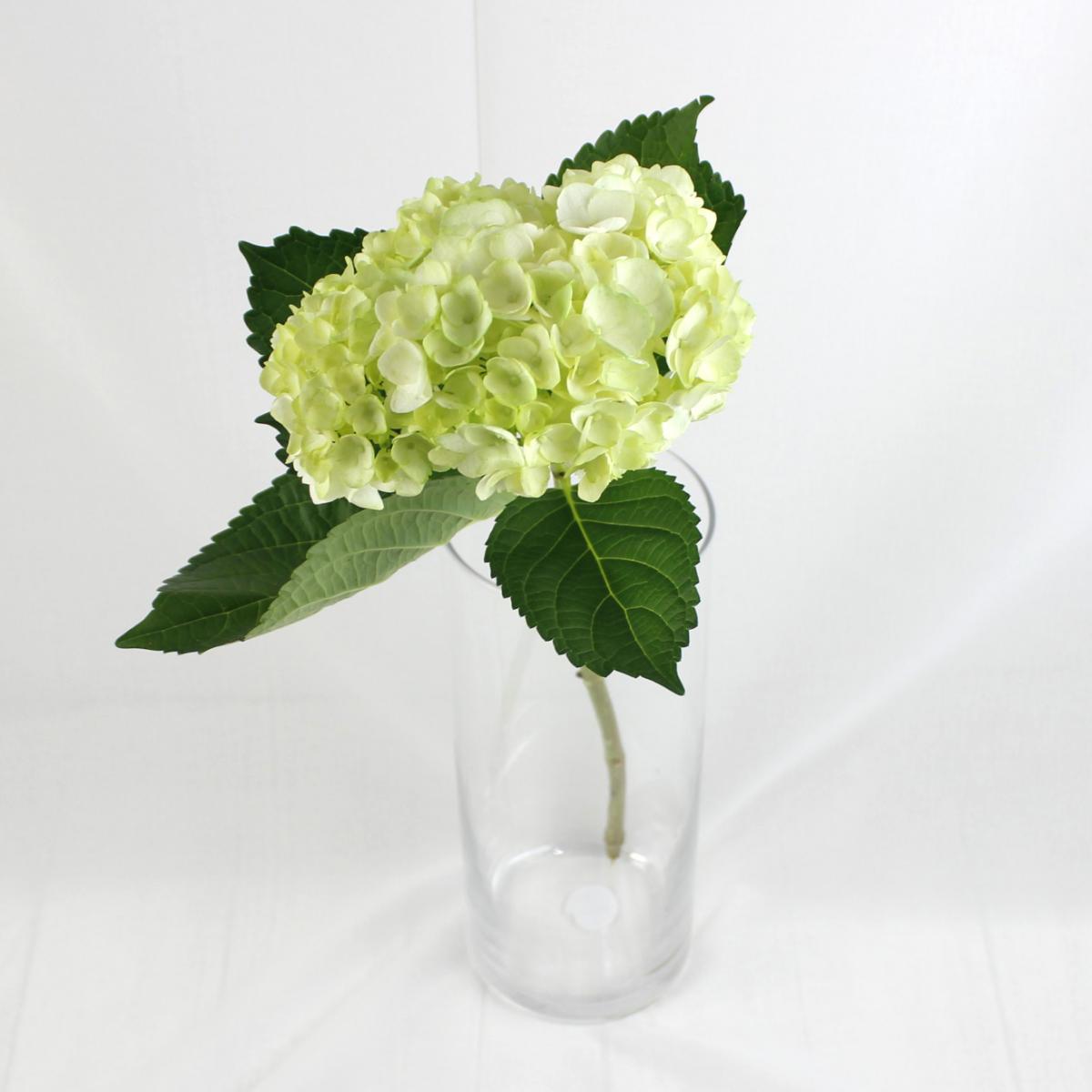 直前08H】ミニアジサイ ペイント グリーン 【ITHA】 【生花