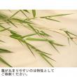 【生花/予約】七夕用　竹笹(1.5m程度)※商品説明をお読み下さい。※届日限定:6/29-30
