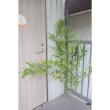【生花/予約】七夕用　竹笹(1.5m程度)※商品説明をお読み下さい。※届日限定:7/1-7/2