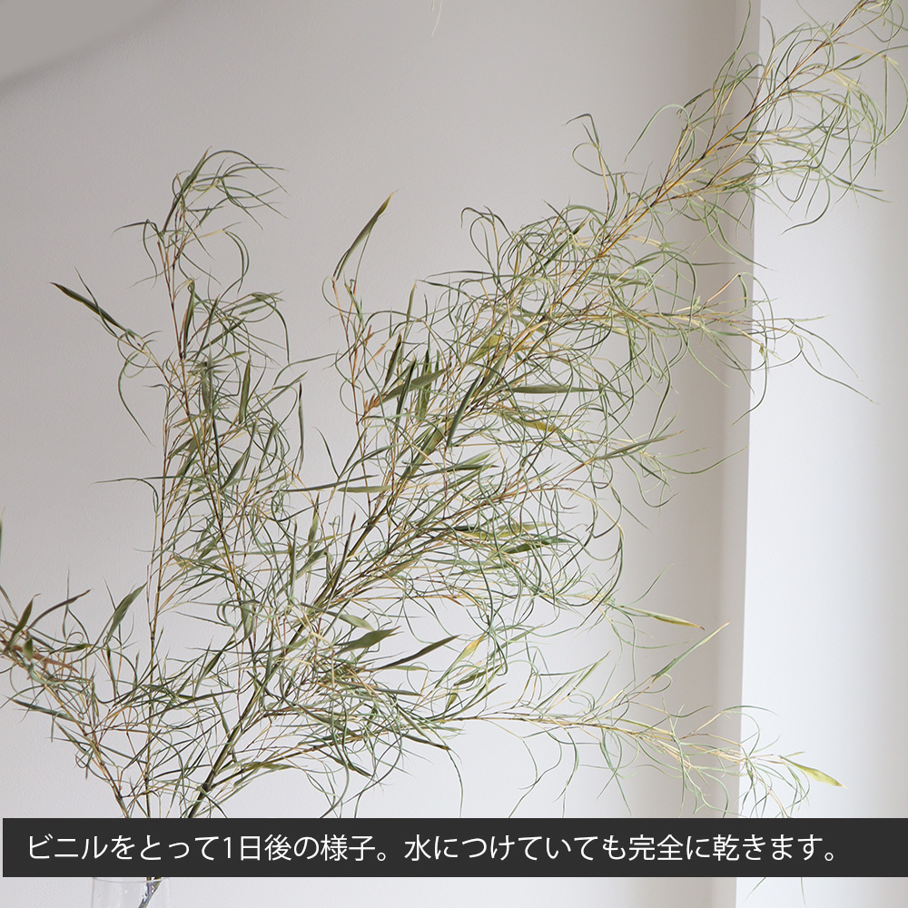 生花/予約】七夕用 竹笹(1.5m程度)※商品説明をお読み下さい。 - 花材