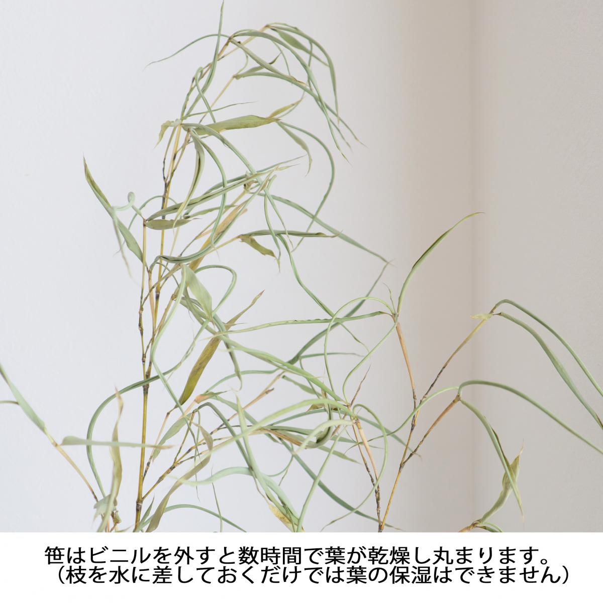生花/予約】七夕用 竹笹(1.5m程度)※商品説明をお読み下さい。 - 花材